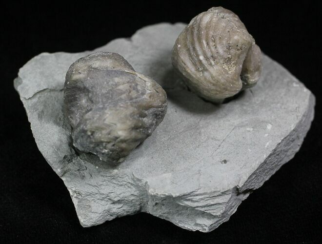Pair Of Fossil Brachiopods (Platystrophia) - Indiana #26000